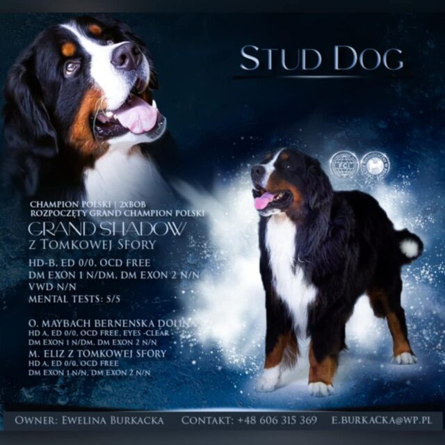 508004127_1135353045300179_3021158827926392238_n