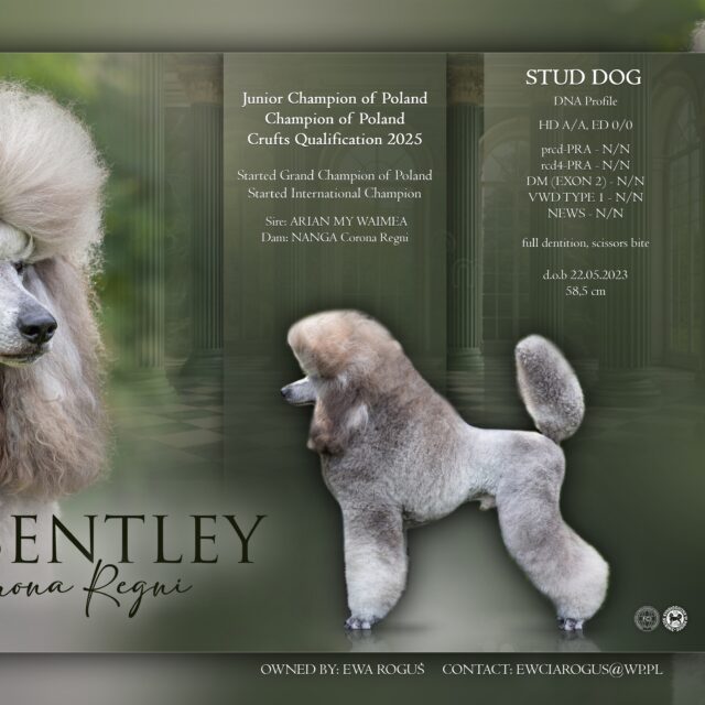 pudelek new calosc (1)